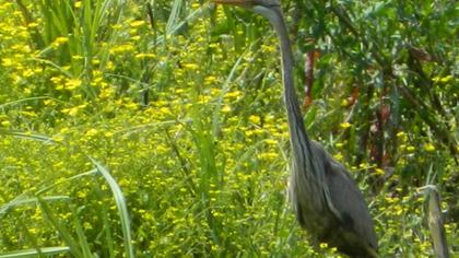 Erguvani balıkçıl