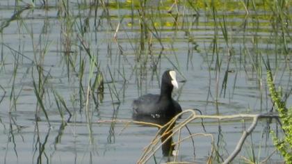 Eurasian Coot