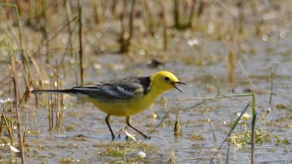 Citrine Wagtail