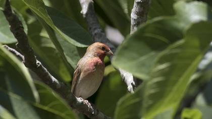 Common Rosefinch