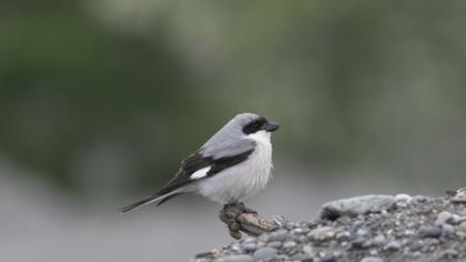 Lesser Grey Shrike