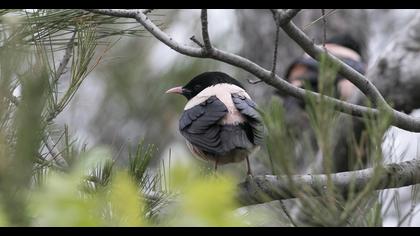 Rosy Starling