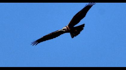 Western Marsh Harrier