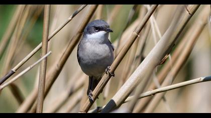 Lesser Whitethroat
