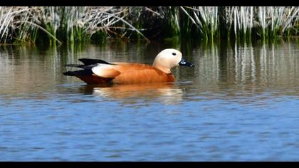Ruddy Shelduck