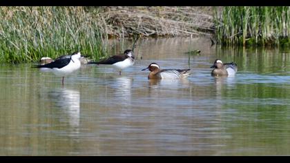 Garganey