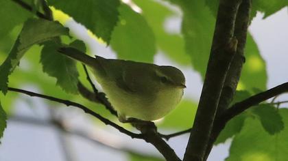 Green Warbler
