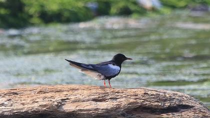 White-winged Tern