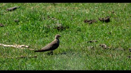 Collared Pratincole