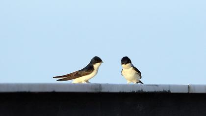 Common House Martin