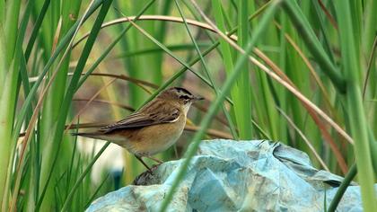 Kındıra kamışçını