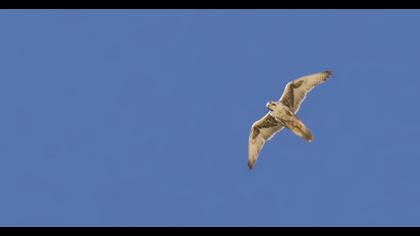 Saker Falcon