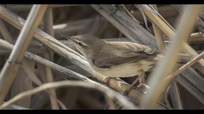 Paddyfield Warbler