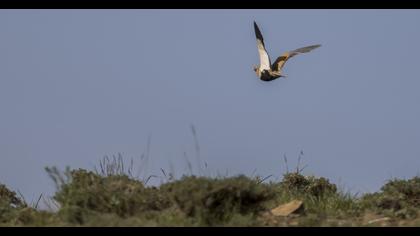 Black-bellied Sandgrouse