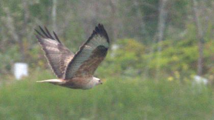 Long-legged Buzzard