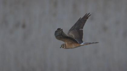 Pallid Harrier