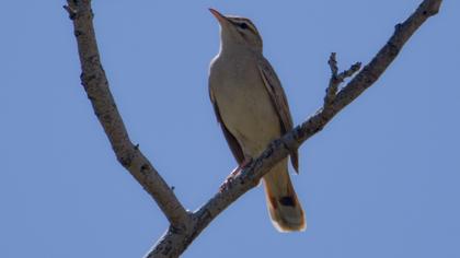 Rufous-tailed Scrub Robin
