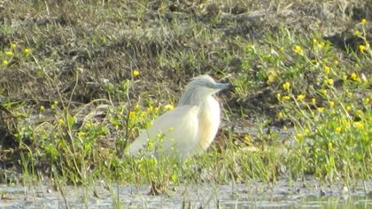 Squacco Heron