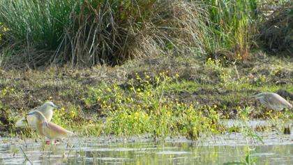 Squacco Heron