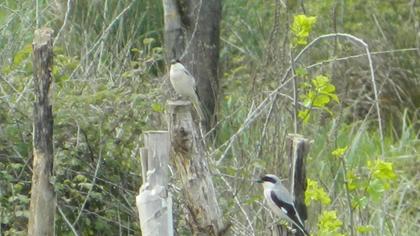 Karaalınlı örümcekkuşu