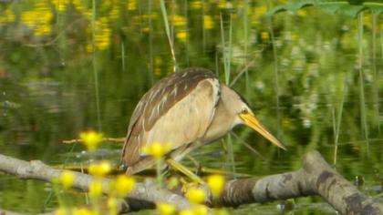 Little Bittern