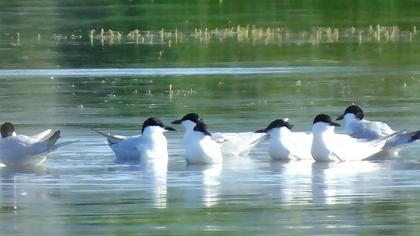 Gull-billed Tern