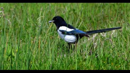 Eurasian Magpie