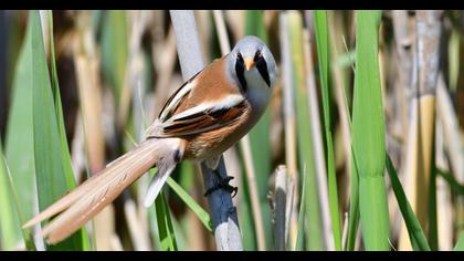Bearded Reedling