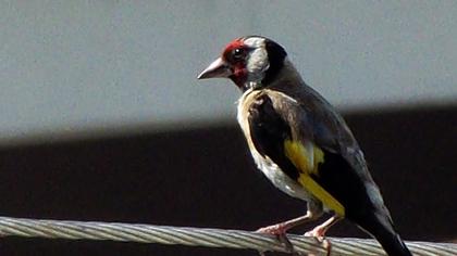 European Goldfinch