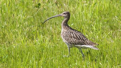 Eurasian Curlew