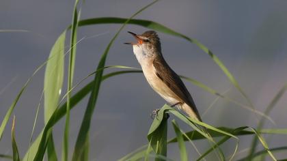 Great Reed Warbler
