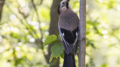 Eurasian Jay