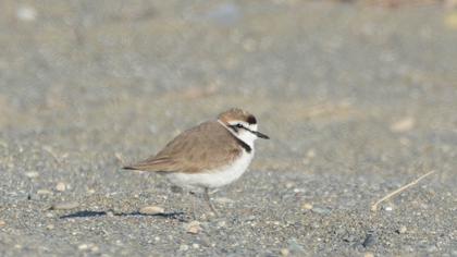 Kentish Plover