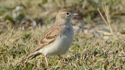 Greater Short-toed Lark