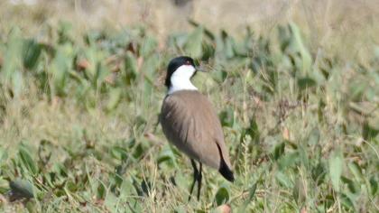 Spur-winged Lapwing