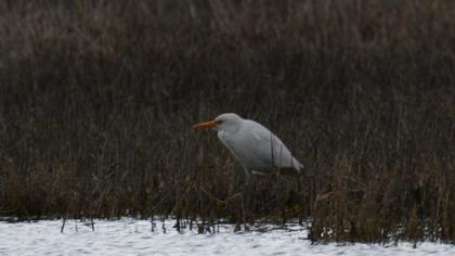 Western Cattle Egret
