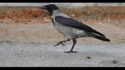 Hooded Crow