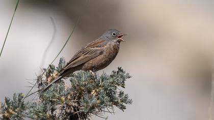 Grey-necked Bunting