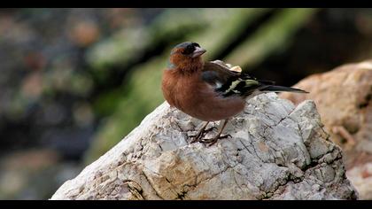 Common Chaffinch