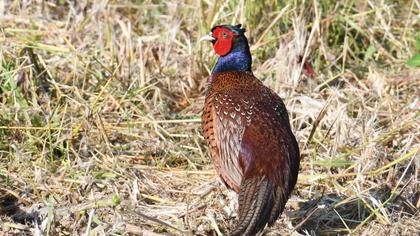 Common Pheasant
