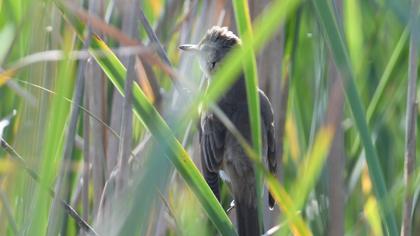 Great Reed Warbler