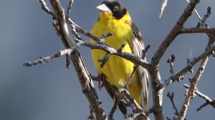 Black-headed Bunting