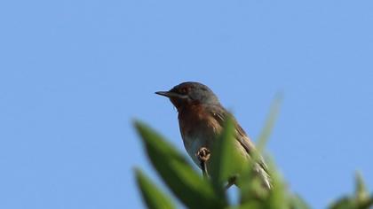 Subalpine Warbler