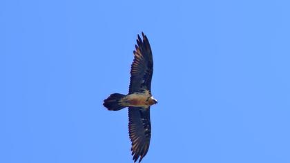 Bearded Vulture