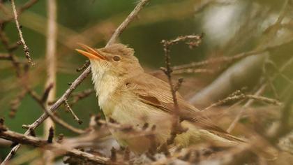 Marsh Warbler
