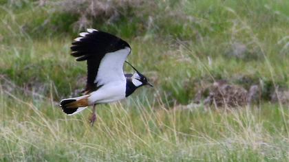 Northern Lapwing