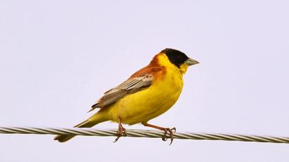 Black-headed Bunting