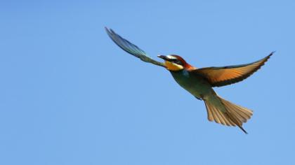 European Bee-eater