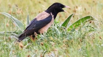 Rosy Starling