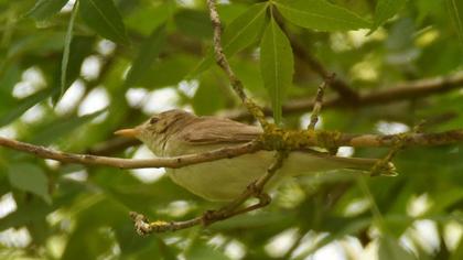 Icterine Warbler